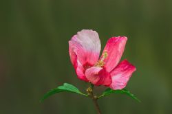 2 Blume